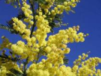 8_mimosa