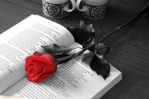 NiX-rose