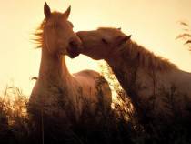 cavallo