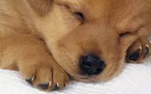 cucciolo_cane_1