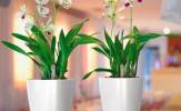 dedi-vaso-deltini-orchidee dedi-vaso-deltini-orchidee