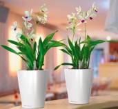 dedi-vaso-deltini-orchidee