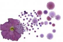 fiore