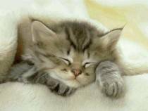gatto_londra