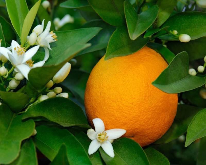 arancio-citrus-sinensis