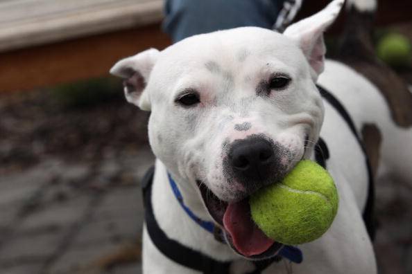 Battersea Dogs Home Attempt To Rehome Abandoned And Stray Dogs