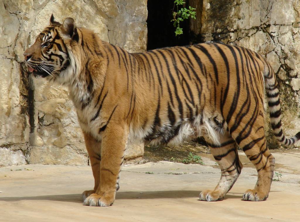 Panthera tigris