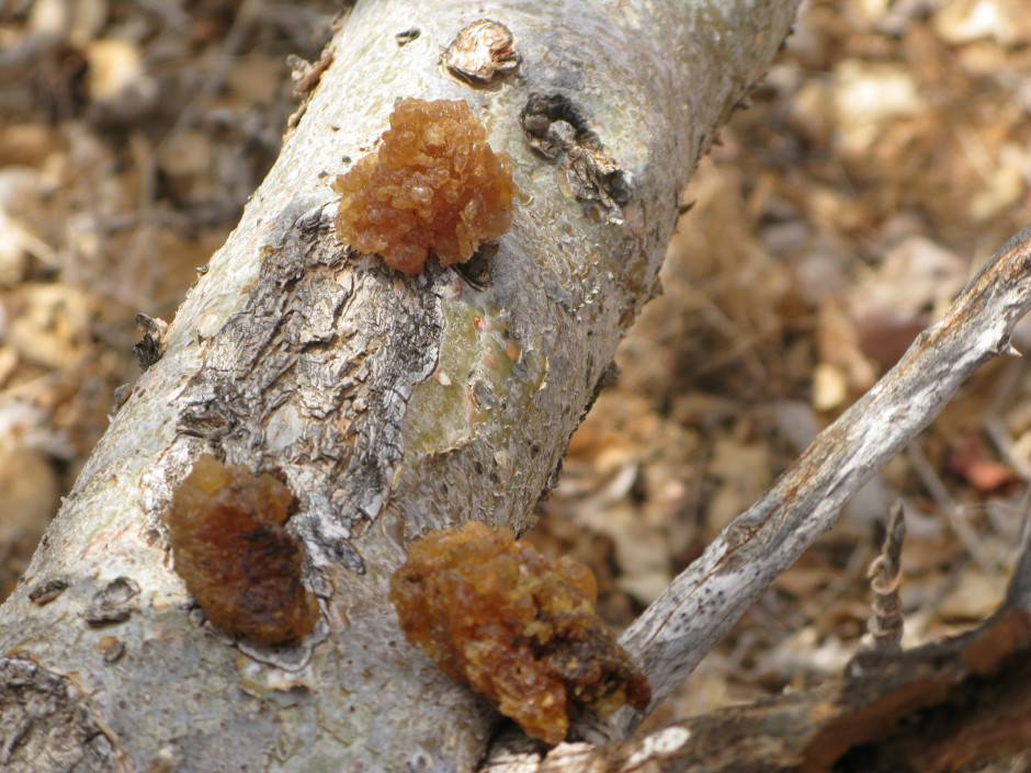 Myrrh tree oleo-resin Ethiopia. Ermias Dagne