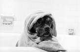 1955:  Make sure your dog is given a through drying off before he shakes himself dry all over the living room.  (Photo by Three Lions/Getty Images)