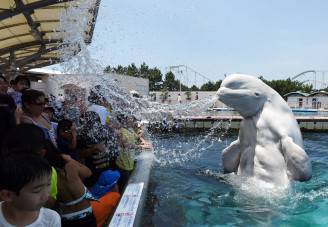 Un beluga spruzza il pubblico in un parco acquatico in Giappone (TOSHIFUMI KITAMURA/AFP/Getty Images)