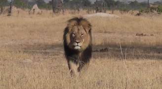Il leone Cecil (screenshot YouTube)