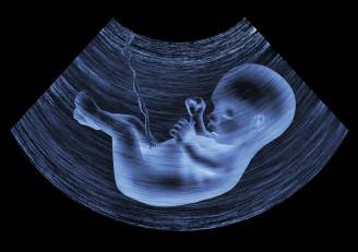 feto 24 settimana