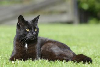 Gatto nero (Thinkstock)