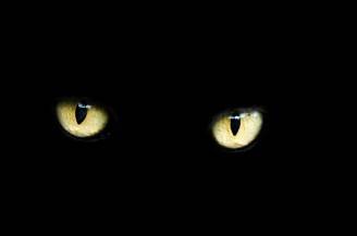 gatto_nero_occhi