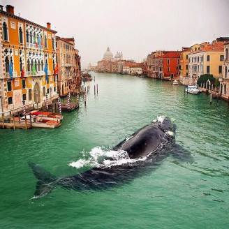balena a venezia