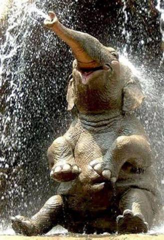 elefante doccia