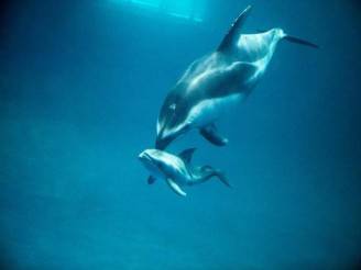 delfino2