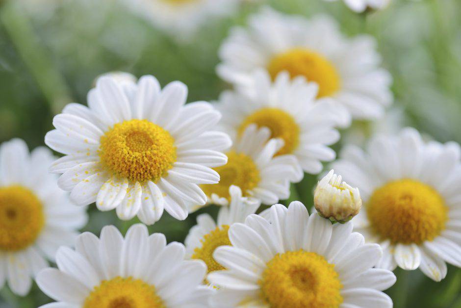 Ricetta di bellezza latte detergente alla camomilla fai da te