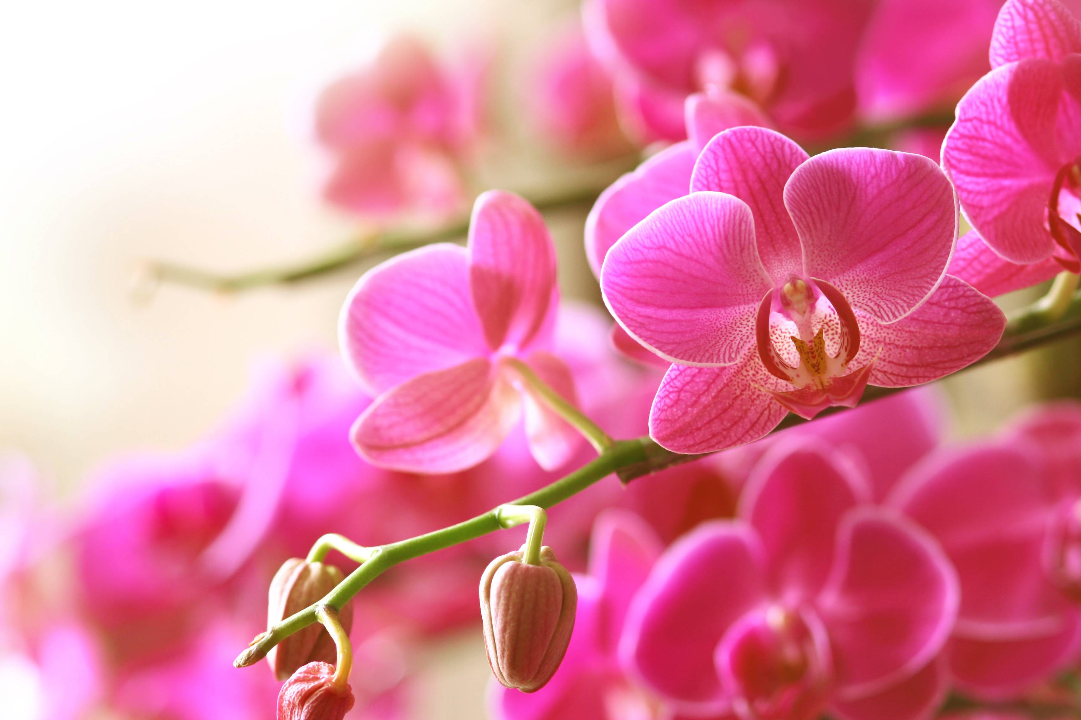 Flowers orchids. Орхидея фаленопсис Вишневая. Орхидея розовая. Фаленопсис Пинк Дрим.