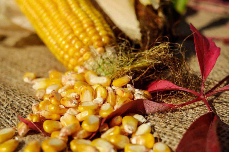 cosa cucinare con la farina di mais