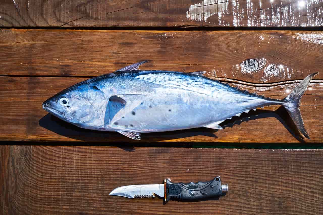 Cosa cucino oggi? Il menu completo per pranzo e cena con il pesce azzurro