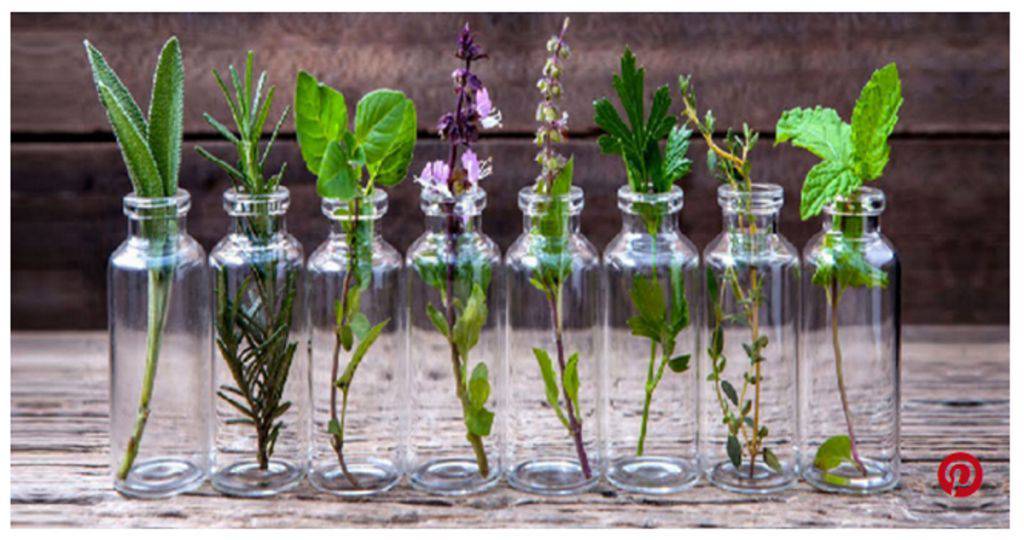 Piante aromatiche: 10 piante che puoi coltivare a casa in una bottiglia d'acqua
