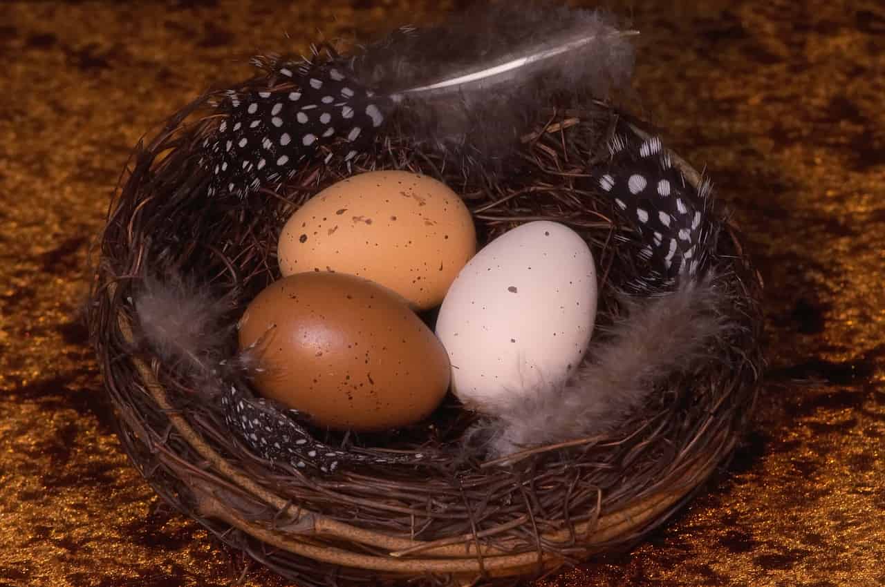 differenza tra uova
