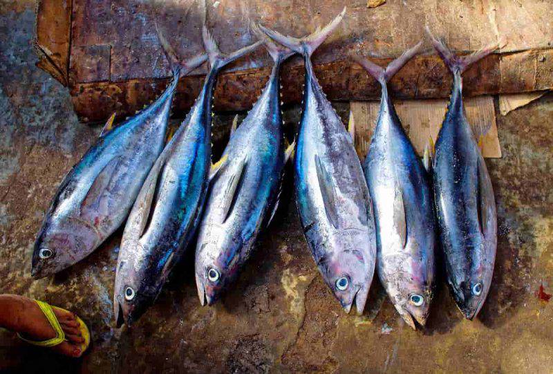 pesce azzurro ricette