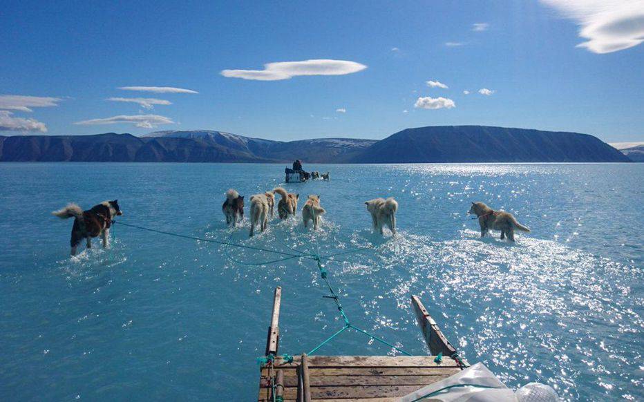 Cani che camminano sull'acqua, risolto mistero ma emerge grave problema