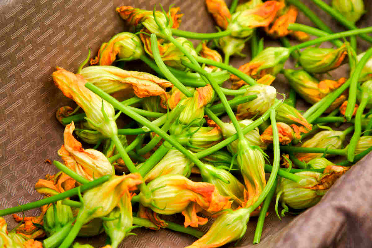 fiori di zucca