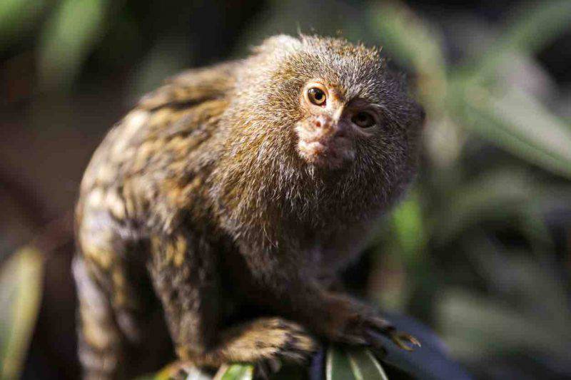 Foresta Amazzonica Brasile E Non Solo Tutte Le Info
