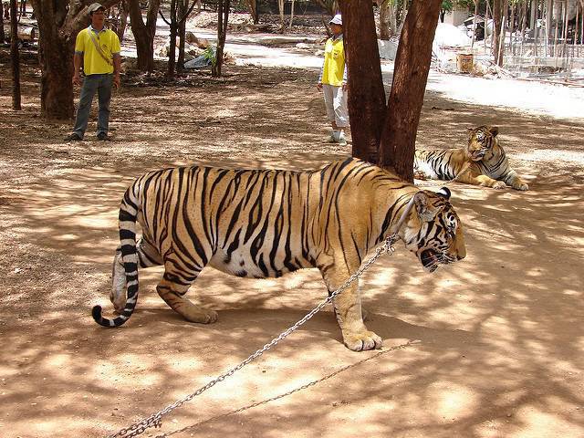 Sono morte le 86 tigri sequestrate dal Tempio delle Tigri in Thailandia  