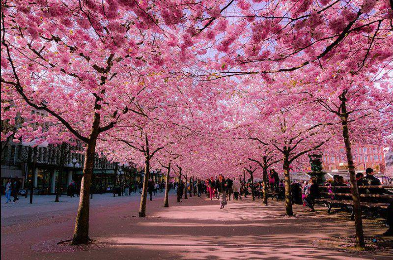 cosa fare in Giappone: la fioritura dei ciliegi