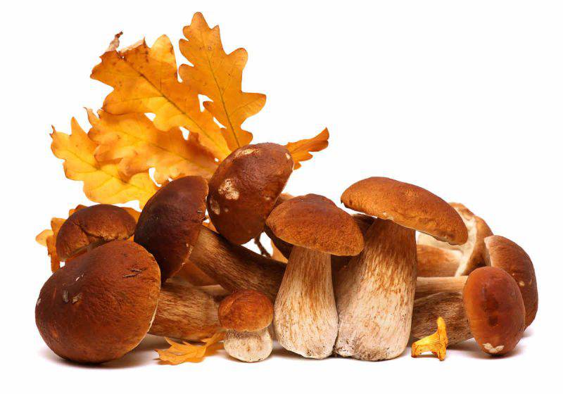 Funghi porcini proprietà e controindicazioni
