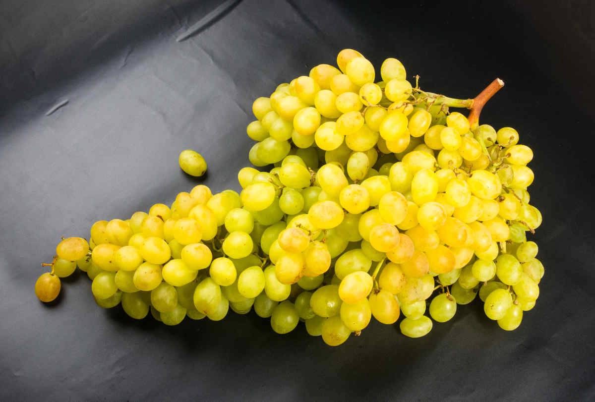 uva bianca
