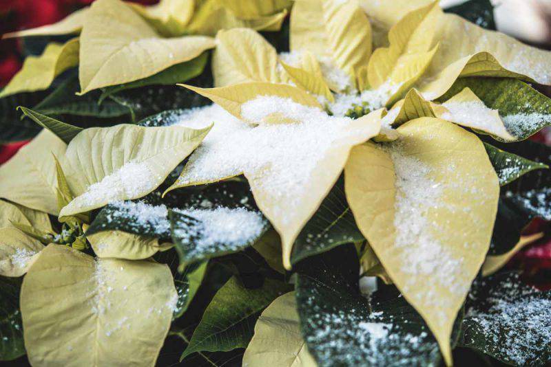 Come Far Diventare Rosse Le Foglie Della Stella Di Natale.La Leggendaria Storia Della Stella Di Natale Curioista E Origini