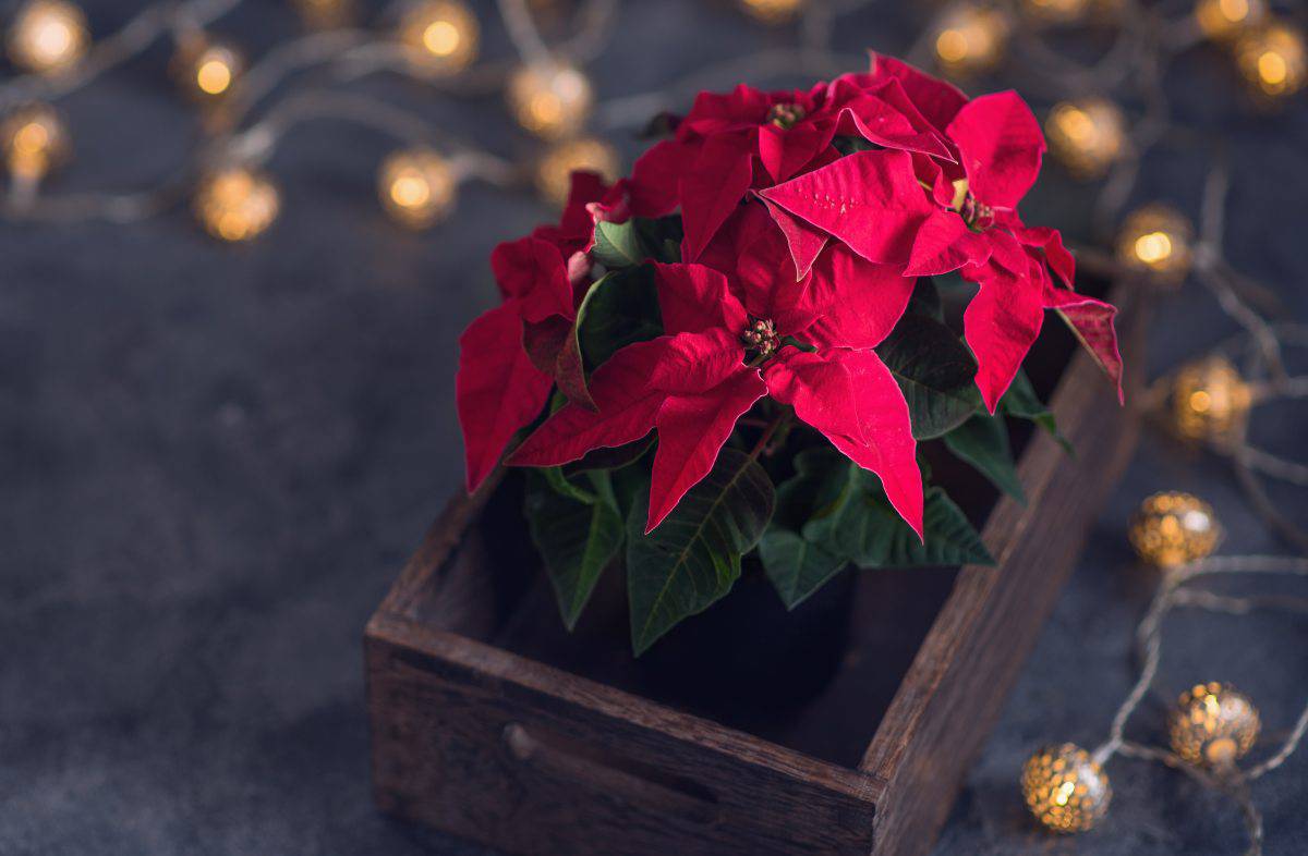 Stella Di Natale Storia.La Leggendaria Storia Della Stella Di Natale Curioista E Origini