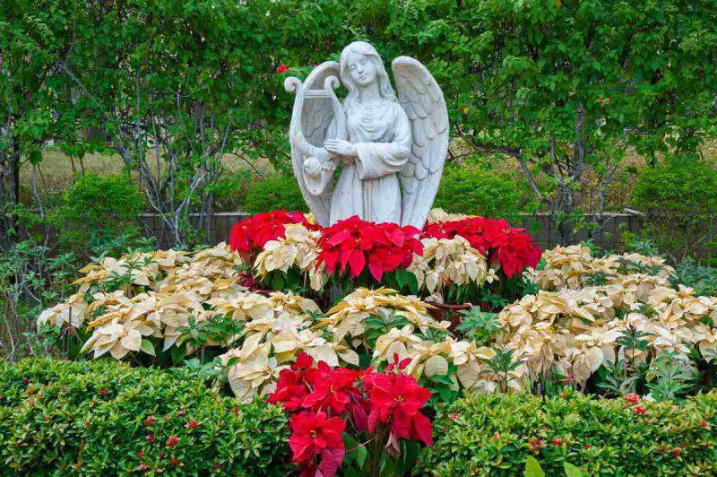 Stella Di Natale Origine.La Leggendaria Storia Della Stella Di Natale Curioista E Origini