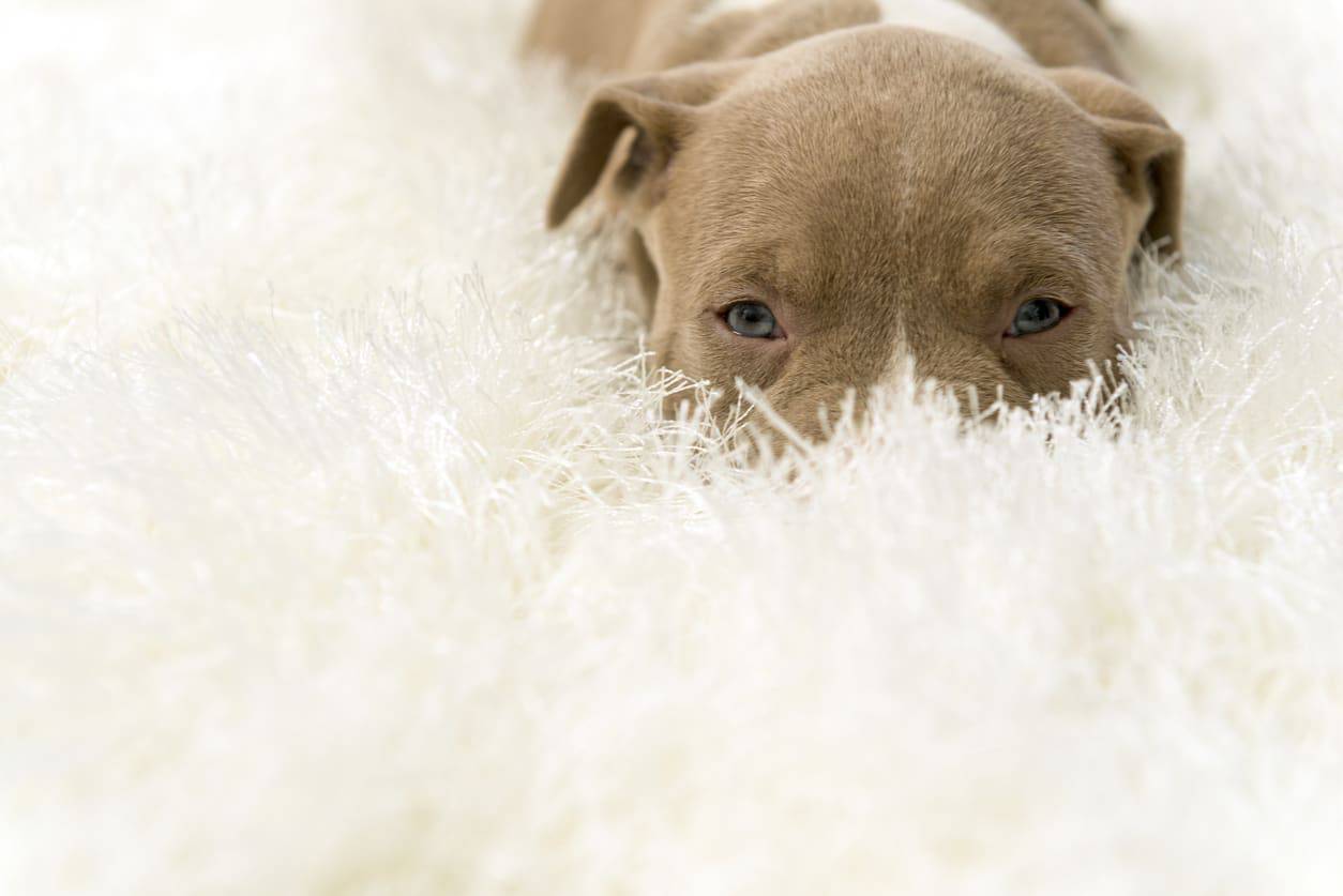 Ecco perché il tuo cane scava