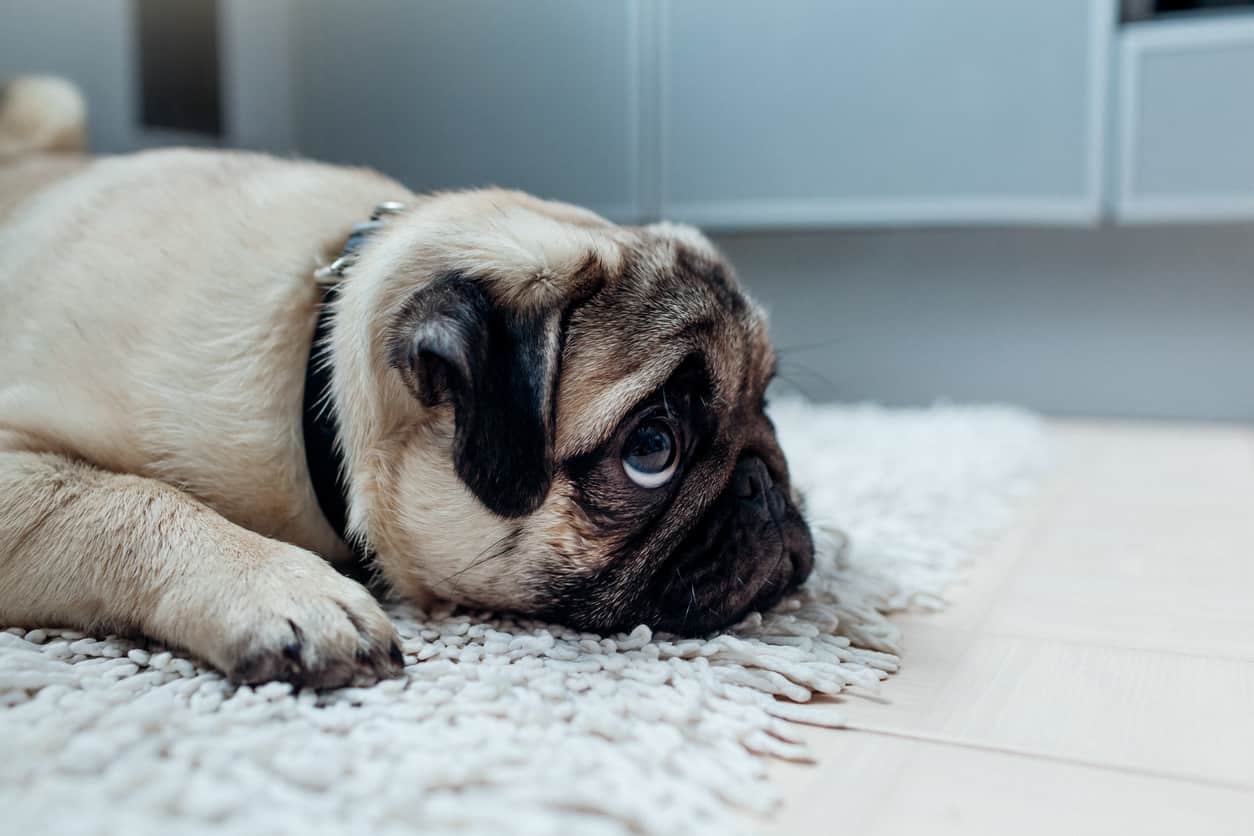 Cane che scava in casa principali cause e rimedi