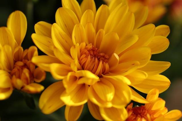 chrysanthemum