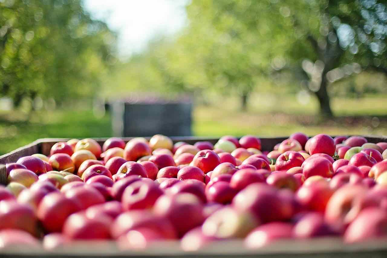 raccolta mele