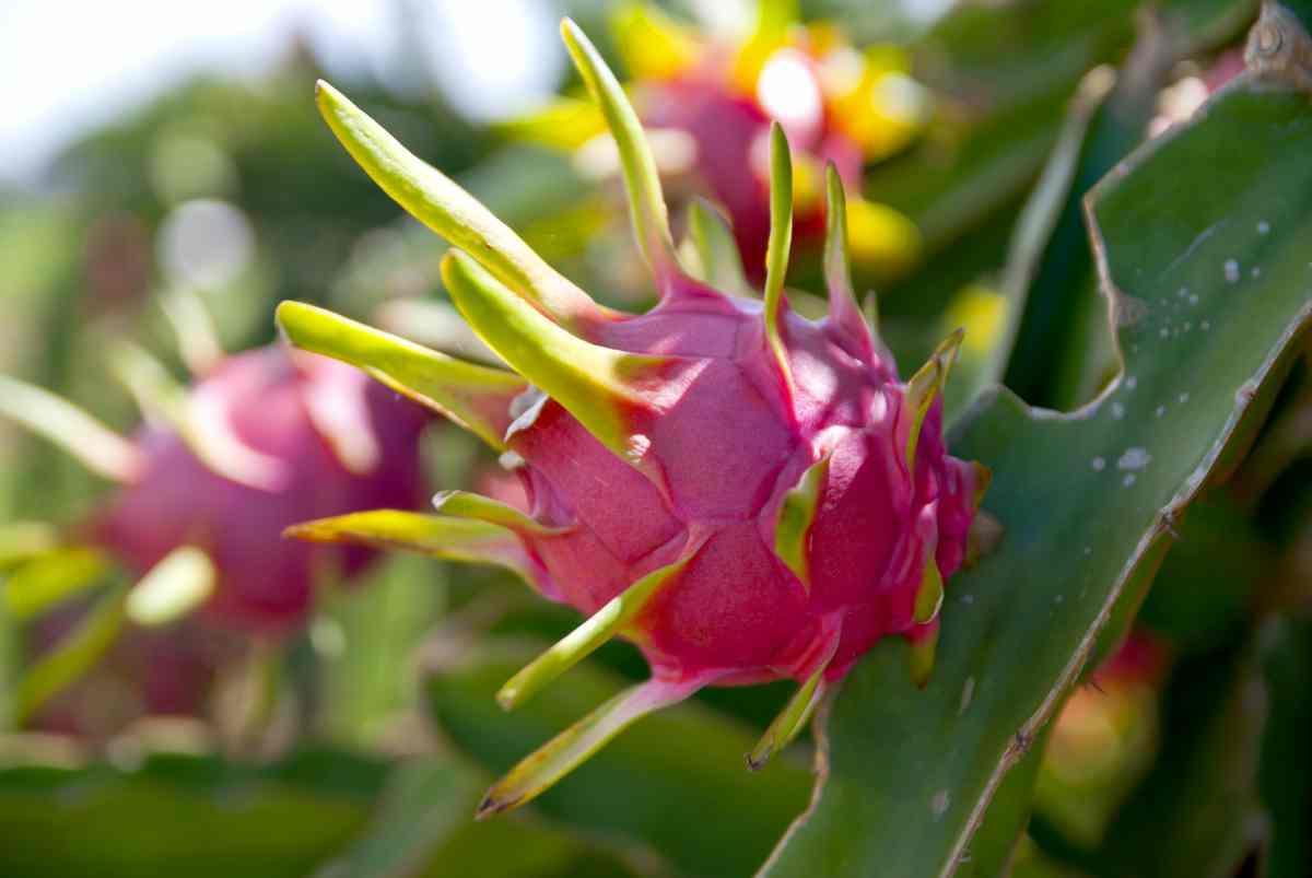 Fiore del Drago o Pitaya prezioso elisir per la pelle 