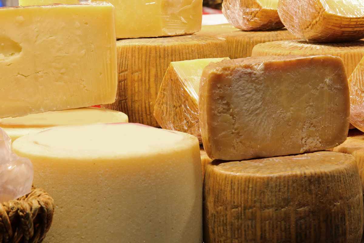 forme di formaggio pecorino