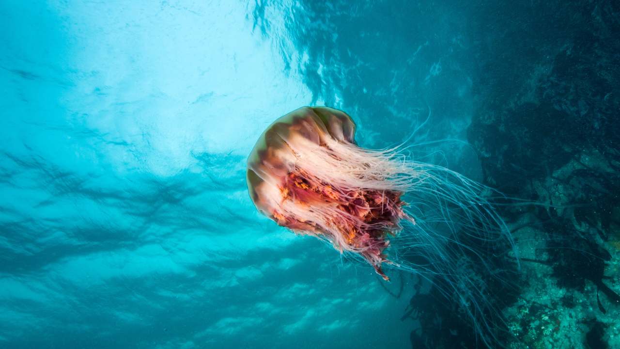 rimedi naturali puntura medusa