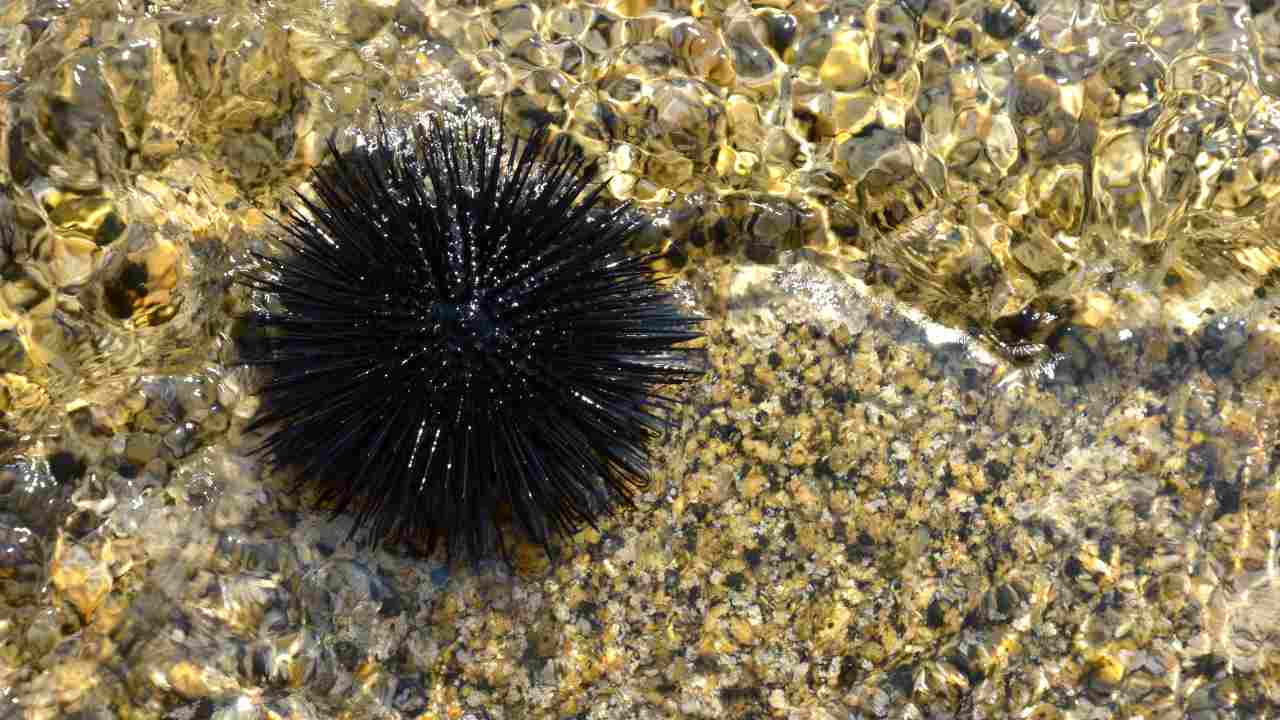 Puntura Di Riccio Di Mare Cosa Fare Se Si Viene Punti