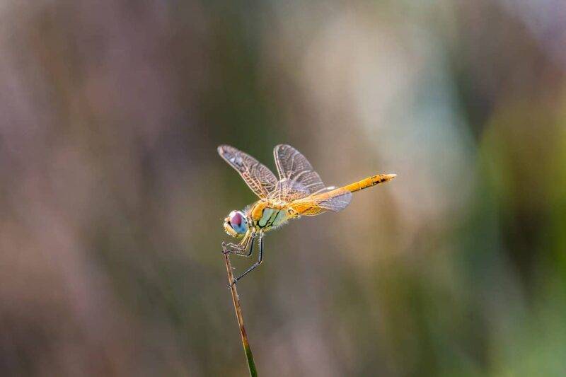 libellula