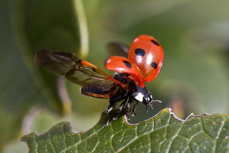 coccinella porta fortuna