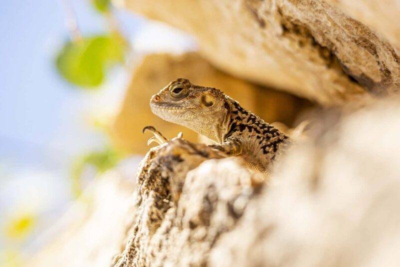 lucertola nella roccia