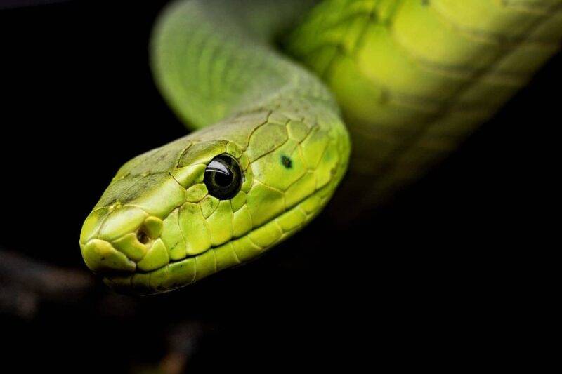 serpente